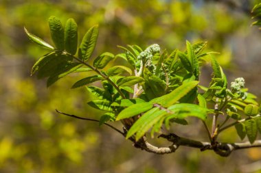 Mayıs ayı başlarında, ağaçlarüzerinde şişmiş tomurcukları ilk yaprakları ve çiçekleri görünür.