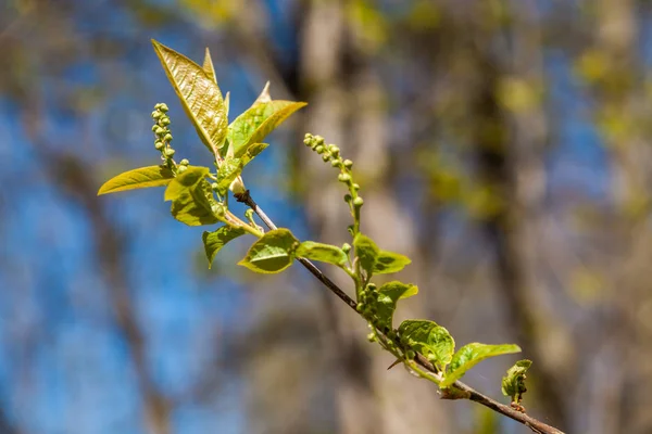 На початку травня з опухлих бруньок на деревах з'являються перші листя і квіти . — стокове фото