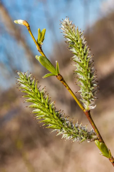 5月上旬、木々の上に膨らんだ芽から最初の葉と花が現れる. — ストック写真