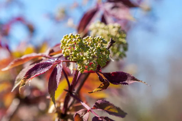 На початку травня з опухлих бруньок на деревах з'являються перші листя і квіти . — стокове фото