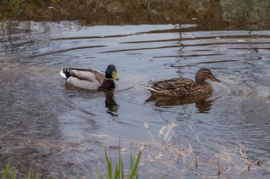 Sularda Petrodvorets Parkı'nda baharda ördek ve Drake yüzmek.