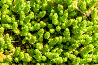 Bitkilerin taze yeşil genç sürgünler zeminüzerinde yosun yoluyla yol yapmak.