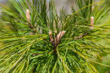 Zelenogorsk Parkı'nda bir çam dalı taze bahar filizi.