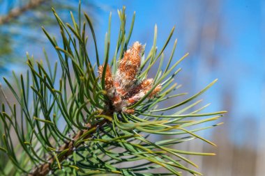 Zelenogorsk Parkı'nda bir çam dalı taze bahar filizi.