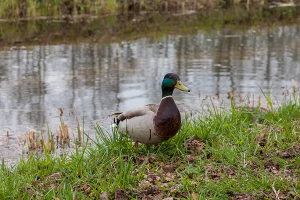 Im Frühling im Park der Petrodworez im Wasser schwimmen Ente und Erpel. — Stockfoto