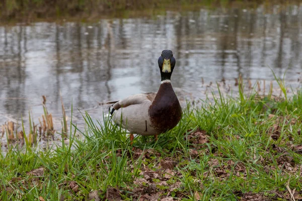 Wiosną w parku Petrodvorets w wodach pływać kaczka i Drake. — Zdjęcie stockowe