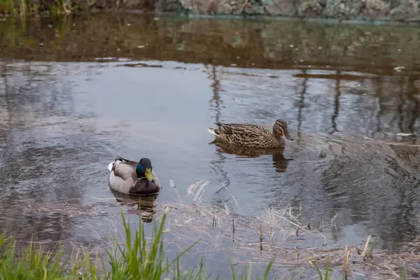 Au printemps dans le parc de Petrodvorets dans les eaux nager canard et Drake . — Photo
