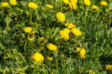 Karahindiba olabilir. Sarı karahindibagenç alan.