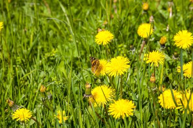 Karahindiba olabilir. Sarı karahindibagenç alan.