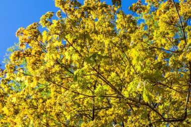 Mayıs ayında, taze yapraklar ve çiçekler akçaağaç üzerinde çiçek.