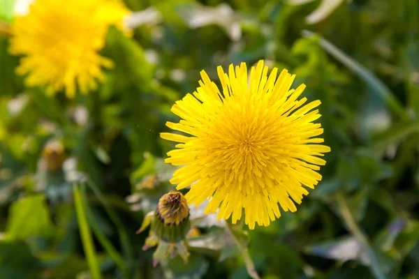 May dandelions. The young field of yellow dandelions. — Stock Photo, Image