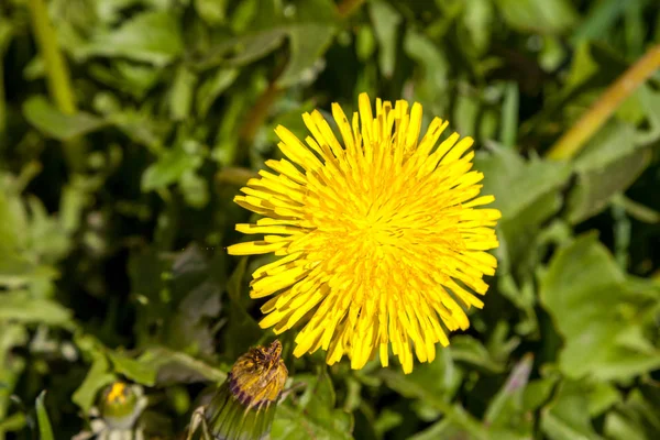 May dandelii. Mladé pole žlutých dandeliů. — Stock fotografie