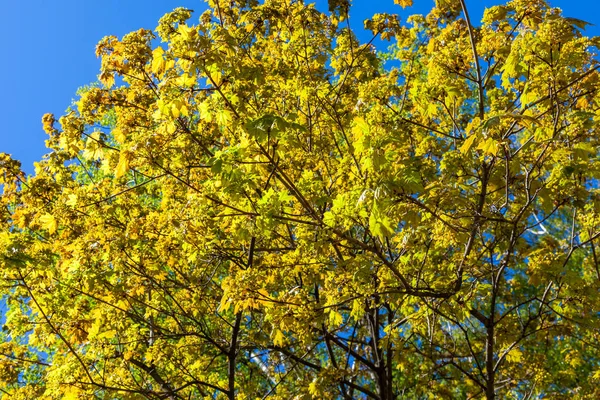 5月には、新鮮な葉や花がカエデに咲く. — ストック写真