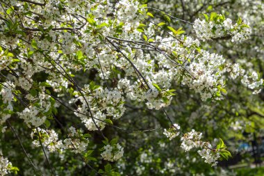 Bahar çiçek açabilir, kiraz ve beyaz renkler.