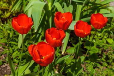 İlkbaharda, laleler büyüdü ve parklarda ve çiçek yataklarında çiçek açtı..