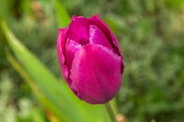 İlkbaharda, laleler büyüdü ve parklarda ve çiçek yataklarında çiçek açtı..