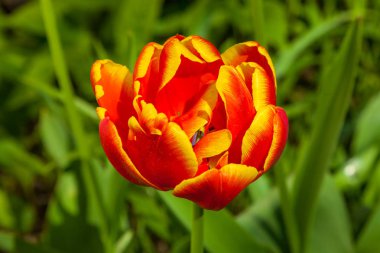 İlkbaharda, laleler büyüdü ve parklarda ve çiçek yataklarında çiçek açtı..