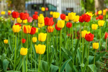 İlkbaharda, laleler büyüdü ve parklarda ve çiçek yataklarında çiçek açtı..