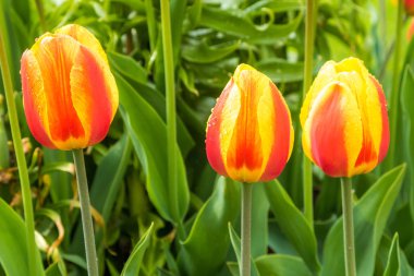 İlkbaharda, laleler büyüdü ve parklarda ve çiçek yataklarında çiçek açtı..