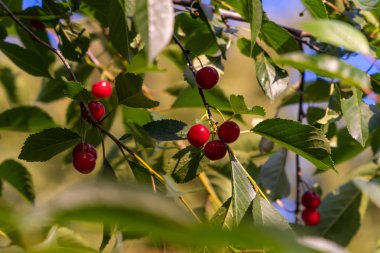Temmuz ayında, şehir mahkemeleri Olgun kiraz.