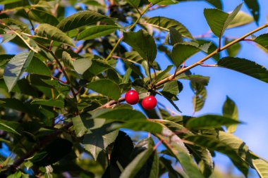Temmuz ayında, şehir mahkemeleri Olgun kiraz.