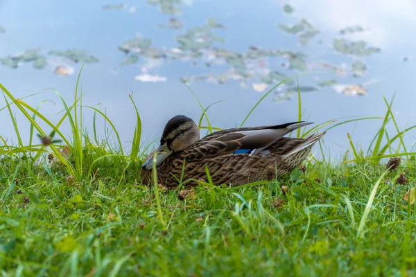 Pato en la hierba en el Parque Oranienbaum cerca del estanque . — Foto de Stock