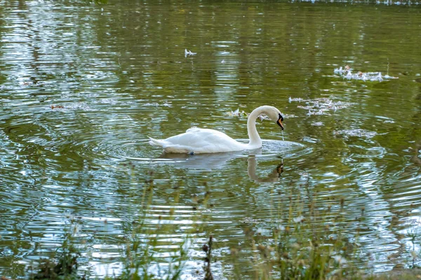 Weißer Schwan schwimmt im Teich parov oranienbaum in lomonosov. — Stockfoto