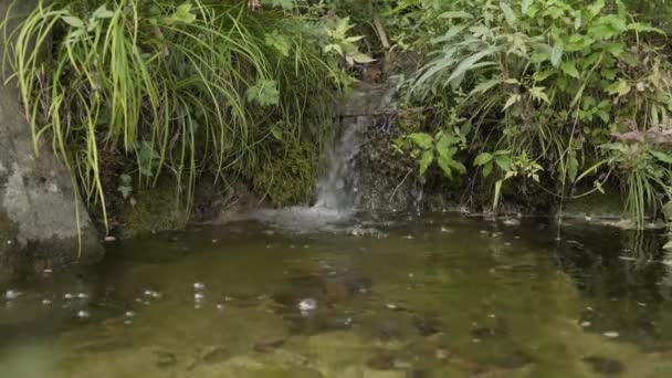 Un pintoresco arroyo en un bosque de montaña . — Vídeo de stock