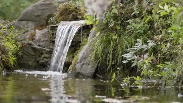 Un pintoresco arroyo en un bosque de montaña . — Vídeos de Stock