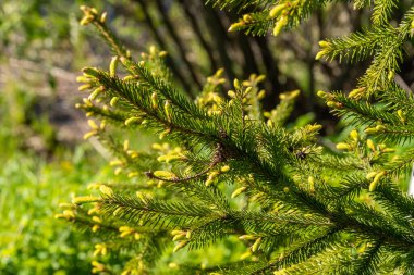 Yeni bahar ladin dallarında filizleniyor..