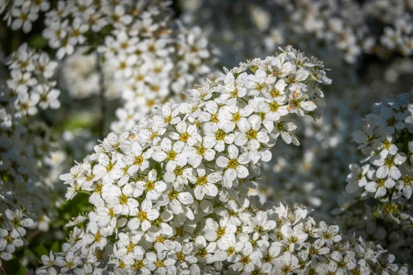 Russia Saint Petersburg May Spirea Bushes Bloomed Huge Bunches White — Stock Photo, Image