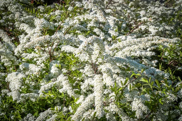 Russie Saint Pétersbourg Mai Des Buissons Spirée Fleurissaient Énormes Grappes — Photo