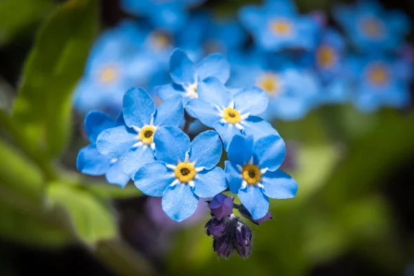 Rusia San Petersburgo Finales Mayo Los Olvidadizos Azules Florecieron Brillantemente — Foto de Stock