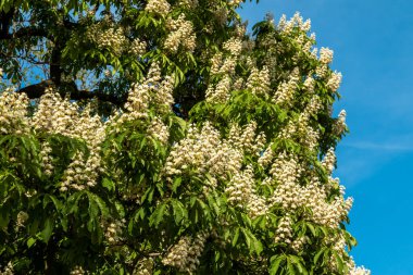 Kronshtadt. Haziran 'da parklarda ve bahçelerde kestane ağaçları çiçek açtı.