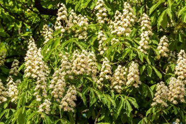 Kronshtadt. Haziran 'da parklarda ve bahçelerde kestane ağaçları çiçek açtı.