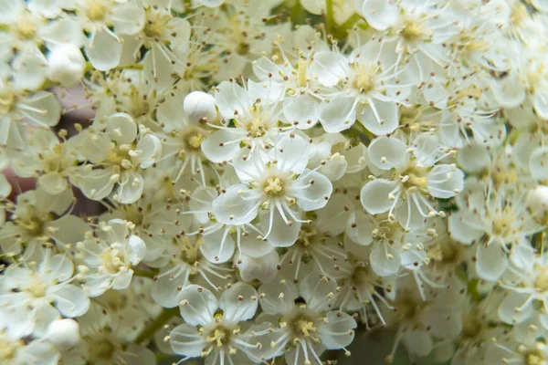 Ρωσία Αγία Πετρούπολη Φωτεινά Λευκά Λουλούδια Rowan Άνθισε Την Έναρξη — Φωτογραφία Αρχείου