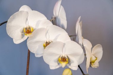 Evdeki güzel beyaz çiçek açan Phalaenopsis..