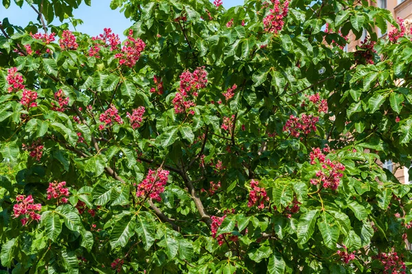 A rare red chestnut tree bloomed luxuriantly in may in the Kronstadt courtyard.