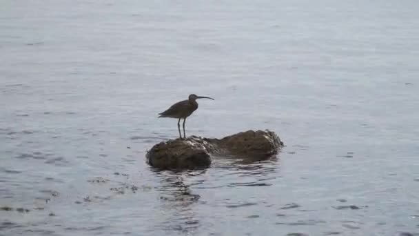 Der Brachvogel sitzt sicher auf einem Felsen, der in der Nähe der Schwarzmeerküste aus dem Wasser ragt und ist eifrig auf der Suche nach Beute. — Stockvideo