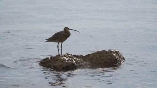 Der Brachvogel sitzt sicher auf einem Felsen, der in der Nähe der Schwarzmeerküste aus dem Wasser ragt und ist eifrig auf der Suche nach Beute. — Stockvideo