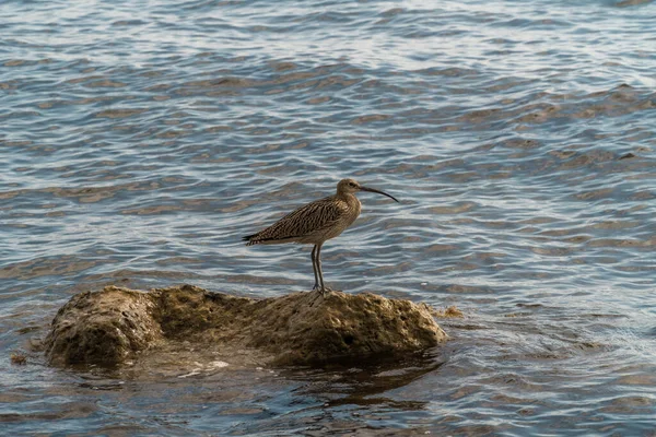 Der Brachvogel sitzt sicher auf einem Felsen, der in der Nähe der Schwarzmeerküste aus dem Wasser ragt und ist eifrig auf der Suche nach Beute. — Stockfoto