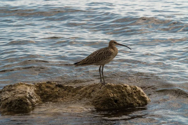 Le Courlis est perché en toute sécurité sur un rocher qui sort de l'eau près de la côte de la mer Noire et est à la recherche de proies. — Photo