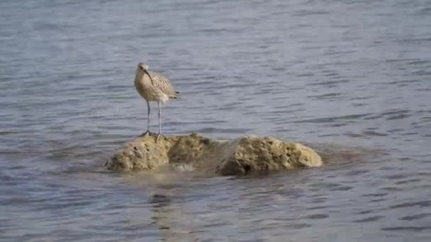 Burung Curlew aman bertengger di batu mencuat dari air dekat pantai laut hitam dan tajam mencari mangsa. — Stok Video