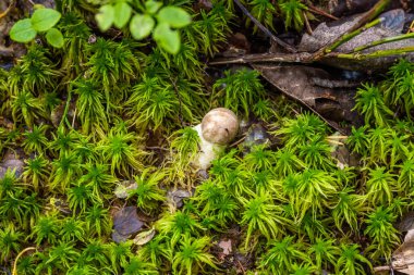 Ormanlarda ve Leningrad bölgesinde sonbaharın başlarında çok sayıda yenilebilir boletus mantarı bulunur..