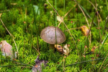 Ormanlarda ve Leningrad bölgesinde sonbaharın başlarında çok sayıda yenilebilir boletus mantarı bulunur..