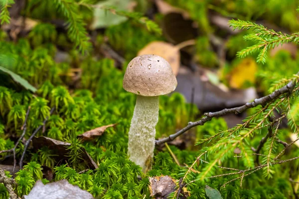 Os cogumelos de boleto comestíveis são encontrados em grande número no início do outono nas florestas e na região de Leningrado.. — Fotografia de Stock