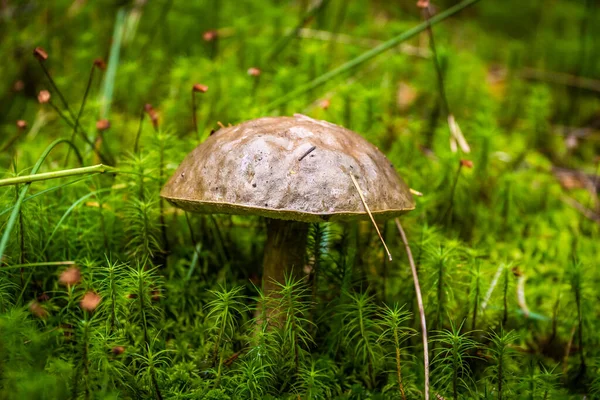 Edible boletus mushrooms are found in large numbers in early autumn in the forests and the Leningrad region. — Stock Photo, Image