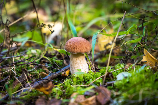 Edible porcini mushrooms are found in large numbers in early autumn in the forests and the Leningrad region.