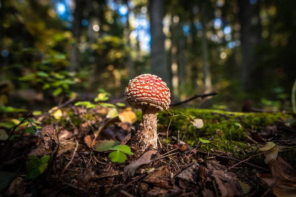 Rússia São Petersburgo Mosca Cogumelo Inedible Agaric Lindamente Ostenta Grama — Fotografia de Stock