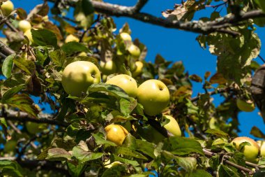 Kronstadt Amirallik Müzesi 'nin elma bahçesinde olgun elmalar..